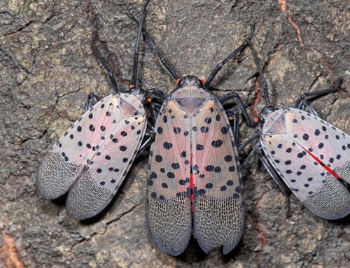 Spotted Lantern Fly Homeowners Guide